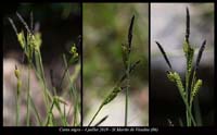 Carex-nigra6